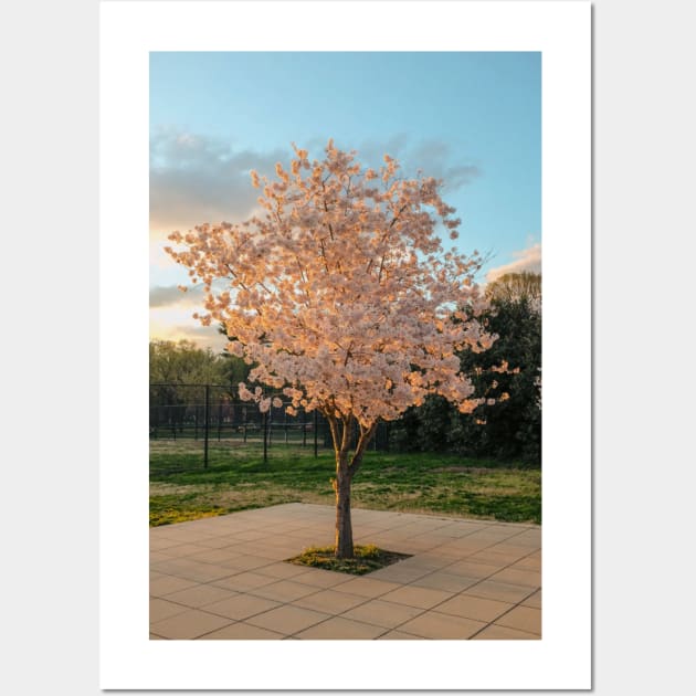 Cherry Blossom 7 Wall Art by igjustin